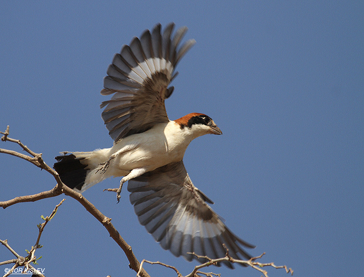    Woodchat Shrike  Lanius senator ,Beit Shean valley 06-09-10. Lior Kislev